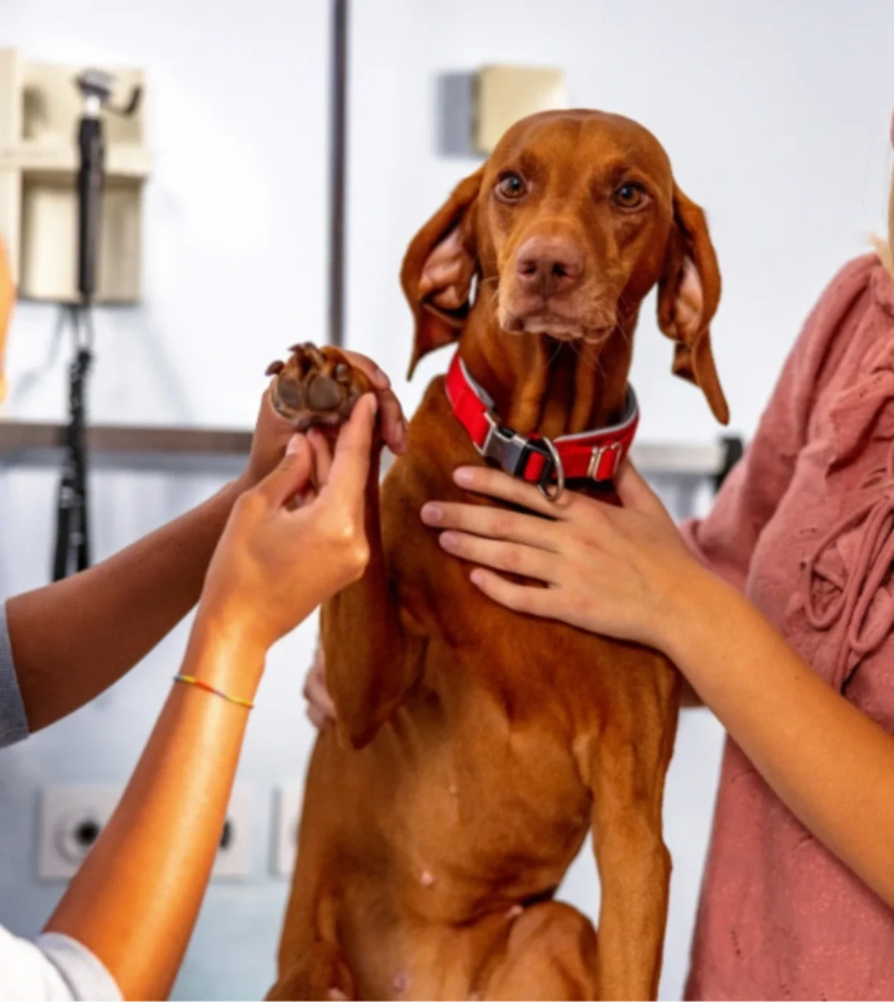 Veterinarian performing a wellness exam on a dog