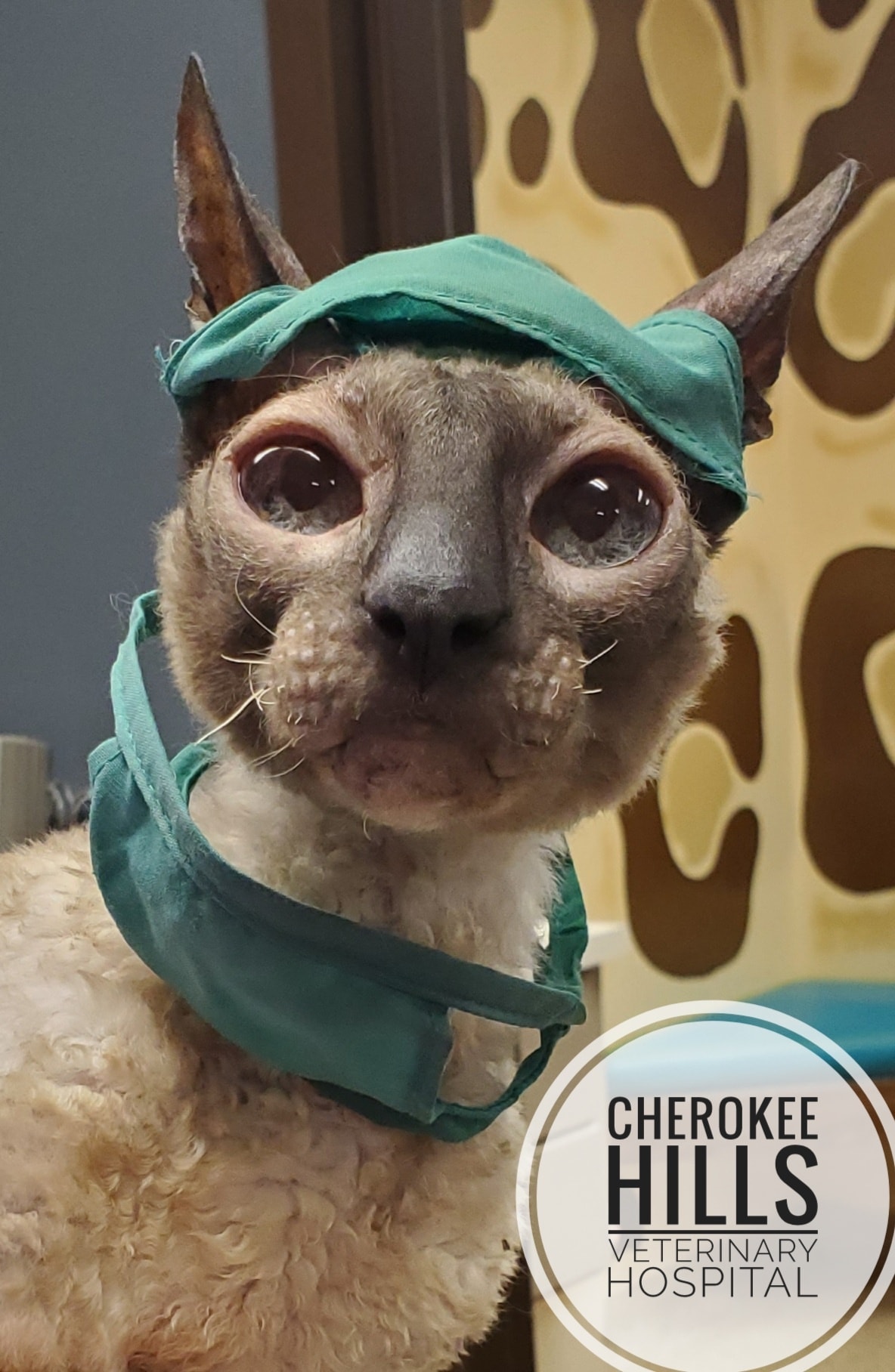 Honorary Dr Pete